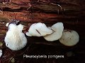 Pleurocybella porrigens-amf2121-1